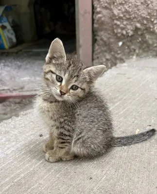 Такой сладкий котенок ищет дом 1