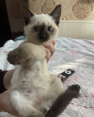 Продается котёнок 1