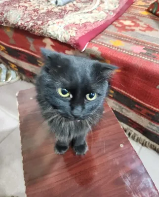 Длинношерстная кошка 1