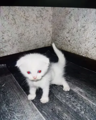 Продаются шотландские вислоухие котята 1