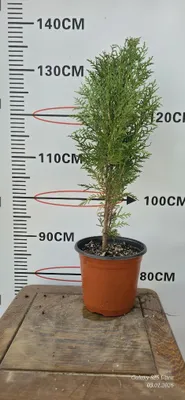 Туя ауреа нана кучатлари сотувда 1