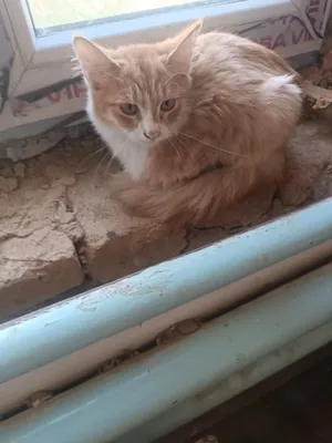 рыжий котенок бесплатно