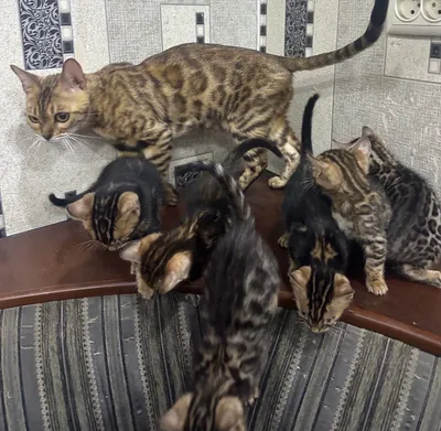 Moslashuvchan qizlarni sevuvchilar Qiziqarli dialoglar bilan rus anal jinsiy aloqa