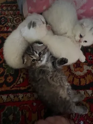 Scottish Fold, quloqlari bukilgan, 1,5 oylik 1
