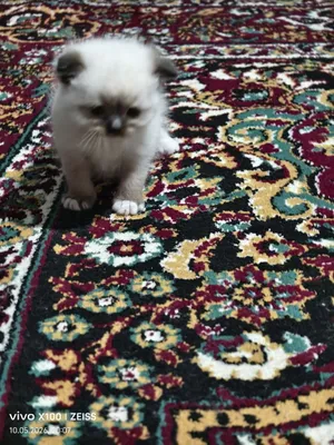 шотландская вислоухая кошка (скоттиш-фолд). 1