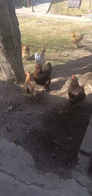 Uy sharoitida boqilgan va har kuni tuğaydigan sog'lom tovuqlar sotila 1