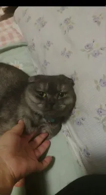 Продаётся кошка породы фолд