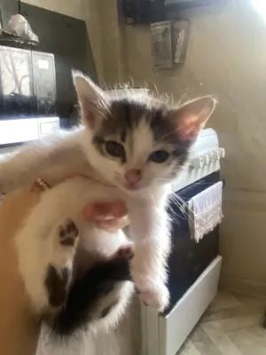 котята 1