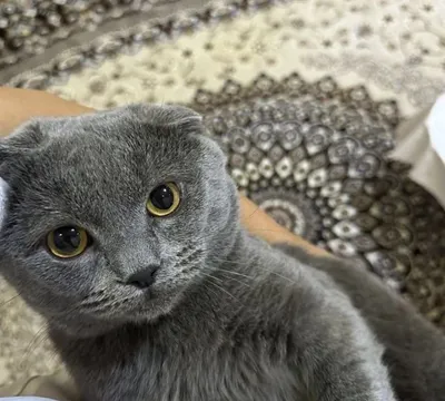 Британский вислоухий 1