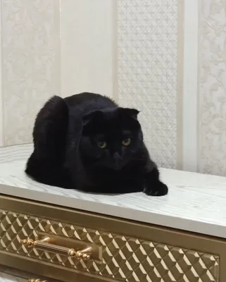 Scottish Fold, qora urg‘ochi mushuk, 1,5 yosh