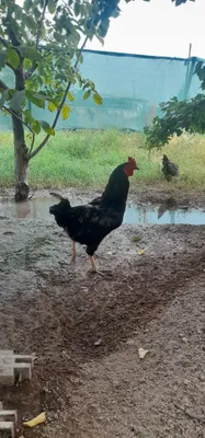 Jaydari HOROZla sotiladi soglom 1