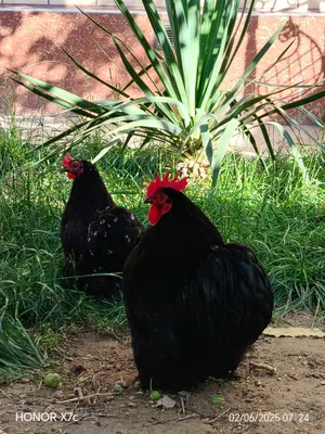 Nemis onalar porno onlayn tomosha qilish