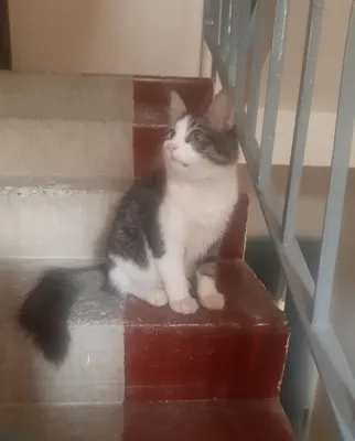 Mushuk bola yaxshi qõllarga. Котик к добрым рукам. 1
