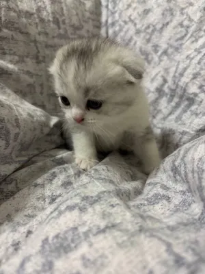 2 oylik Scottish Fold mushukchalar sotiladi, 120 sh.b. 4