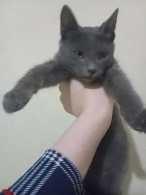 Oshxonada jinsiy aloqa rus semiz buvisi va ogli