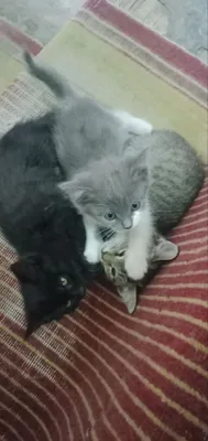 Mushuklar bepul beriladi 1