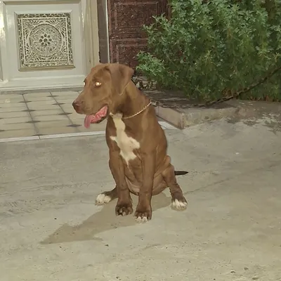 Pitbull Zurini boqaman deganlarga.. 1