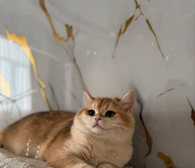 Приглашаем на вязку 1