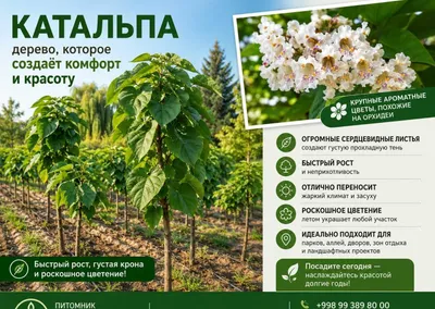 Катальпа. Catalpa 1
