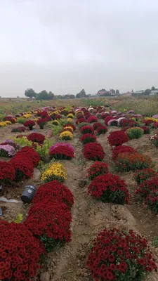 Ochilgani Globus gulimiz bor 1