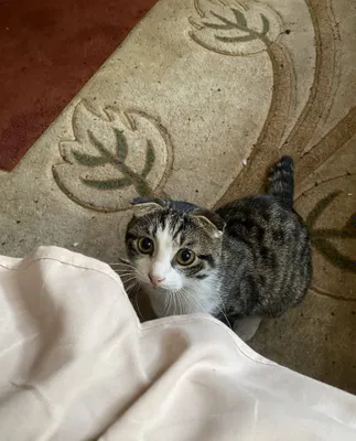 Scottish fold (Шотландская вислоухая) 1
