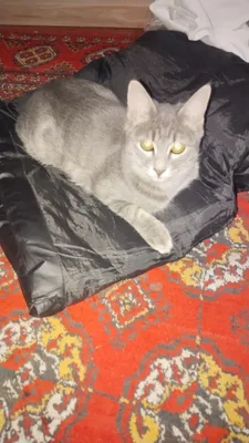 Котёнок 1
