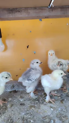 Продаются цыплята породы брама 1