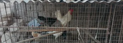 Hurozlar sotiladi sirochni 120dan kami bo 1