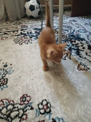 Кошка