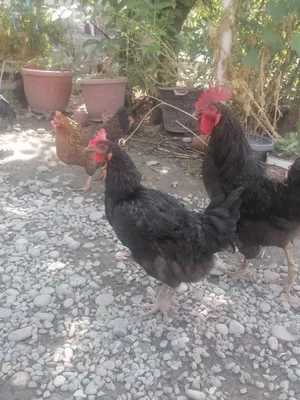1 ta horoz  5 ta makiyonlar sotiladi