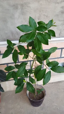 Limon dekorativ ko'chati tuvak bilan 1