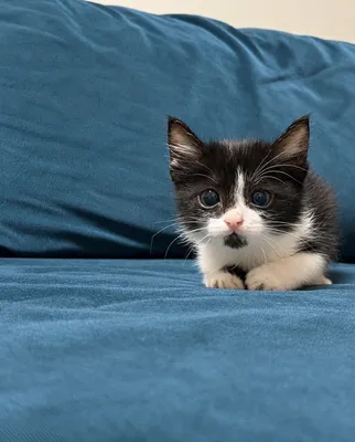Очень милый котенок 1