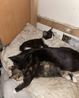 Ласковые котята 1