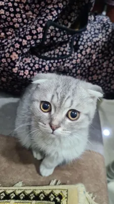 Кошка British shorthair 1