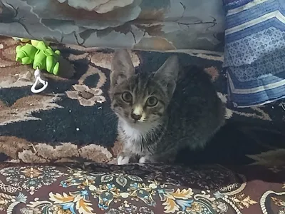Котёнок 1