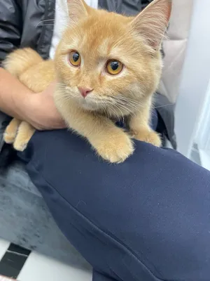 Ayiqlar gey porno gayive video onlayn Toliq metrajli porno onlayn nd