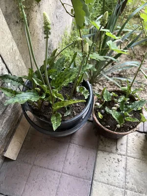 Xona gullari: xosta, drimiopsis yoki ledeburia 1