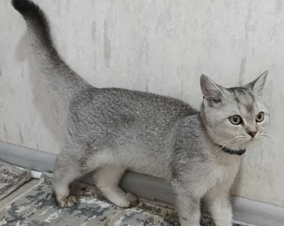 Britan chinchillasi, 4 oylik 1
