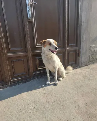 Itni yaxshi qo‘llarga beraman 1