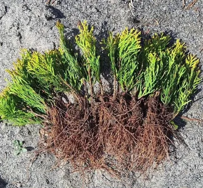 Туя Смарагд — Thuja Smaragd 1
