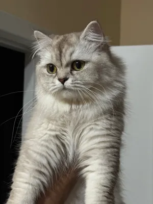 Кошка Британской Породы 1