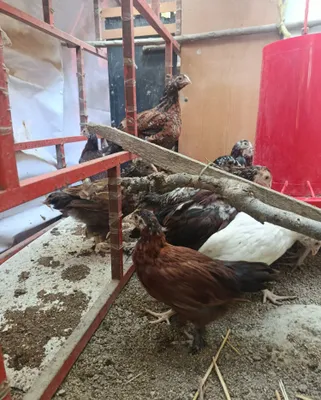 Домашние дамашние куры 1