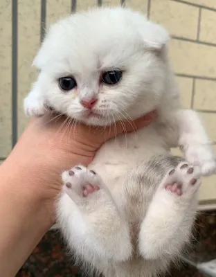 Продаются котята 1