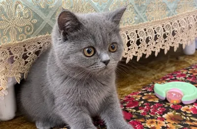 Британский котёнок, 150$ 1