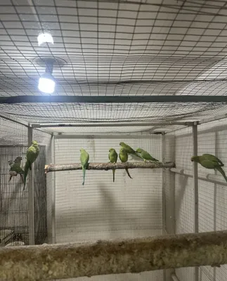 Ojirleviy sotiladi 1