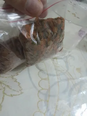 baliqlar ovqati bilan ovqati tekin 1
