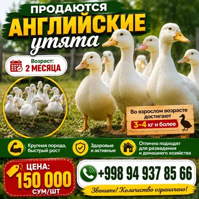 Yirik zotli ingliz o‘rdak bolalari sotiladi