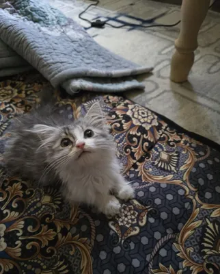 Котёнок отдаётся в хорошие руки