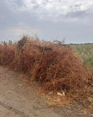 Продаётся утиная тушка 1