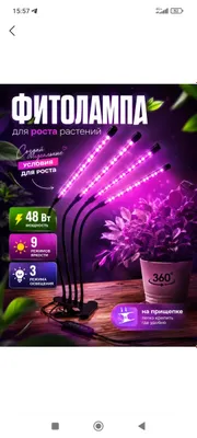 fitolampa sotiladi 1